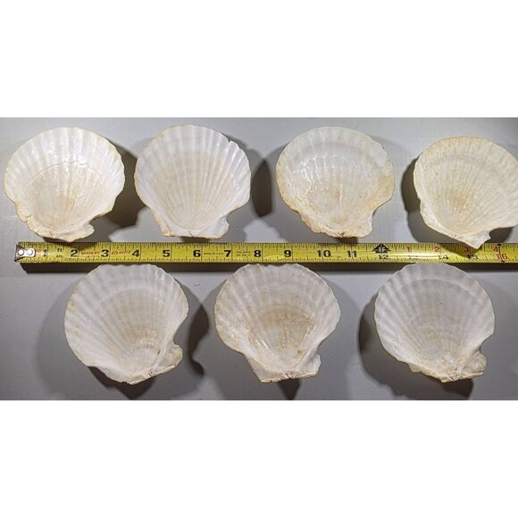 Set Of 7 White Scallop Seashells For Crafting Decor Or Beach-Themed Projects - Picture 8 of 16